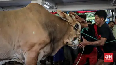 Istiqlal Tak Lagi Bagikan Daging Kurban Langsung ke Individu, Ini Alasannya