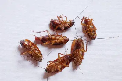 Jangan Abaikan Bangkai Kecoa, Ini Bahaya yang Mengintai