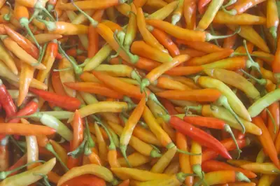 Kenapa Harus Tabur Garam Sebelum Goreng Cabai? Ini Penjelasannya