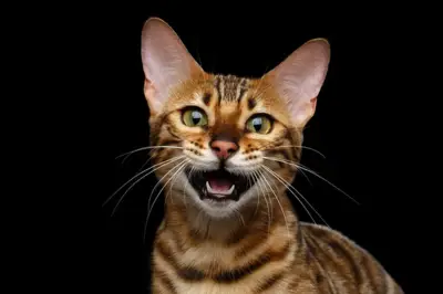 Kenapa Kucing Mengeong Keras Saat Malam Hari? Ini Penjelasannya