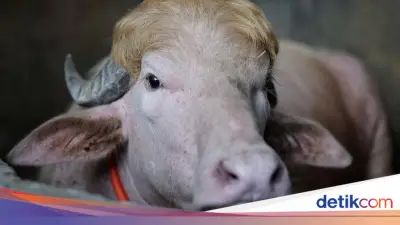 Kerbau Albino 'Donald Trump' Batal Dikurbankan saat Idul Adha 2026