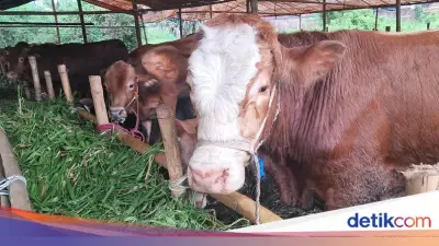 Ketentuan Pembagian Daging Kurban Idul Adha, Ini Penjelasannya