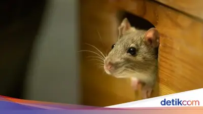 Kilas Balik: Gerombolan Tikus Diadili dengan Pengacara pada Abad ke-16