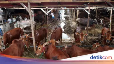 Panduan Memilih Hewan Kurban Idul Adha 2026: Syarat dan Jenis