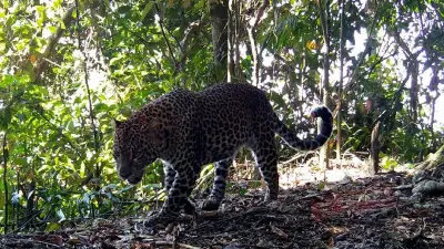 Penampakan Macan di Hutan Cangar Malang Viral, Petugas Belum Verifikasi