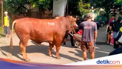 Pengirim Sapi Kurban 'TIW' di Masjid Dekat Rumah Amien Rais Berasal dari Jakarta