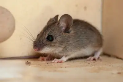 Penyebab Tikus Lebih Sering Masuk Rumah Saat Musim Hujan