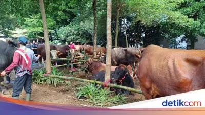Prabowo Bagikan 109 Hewan Kurban untuk Warga Hambalang Bogor