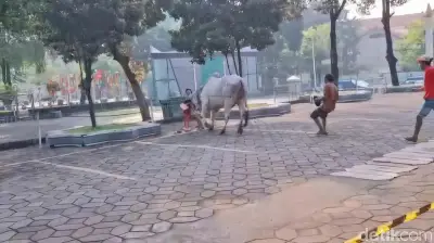 Sapi Kurban Prabowo Ngamuk Seruduk Warga di Masjid Al Akbar Surabaya