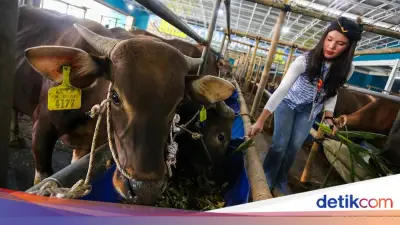 Stok Hewan Kurban Idul Adha 2026 di Jabar Aman, Domba Capai 223 Ribu Ekor
