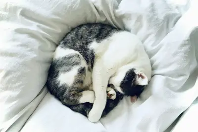Studi Pemetaan Genetik Kucing Buka Jalan Pengobatan Kanker Manusia