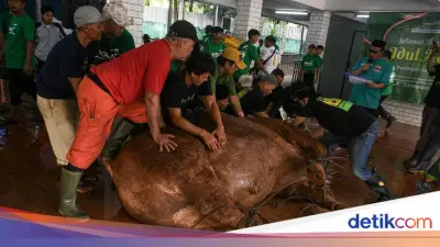 Syarat Penyembelih Hewan Kurban: Islam, Berakal, Mumayyiz, dan Lainnya