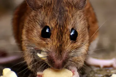 Waspada Hantavirus: Ancaman Tikus di Rumah dan Gejala Berbahaya