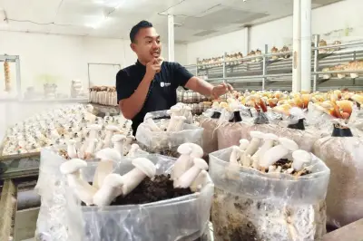 Wisata Edukasi Jamur di Jejamuran Resto Sleman, Ada 34 Jenis