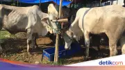 4 Penyebab Hewan Tidak Sah Dikurbankan, Simak Kriterianya