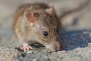 5 Aroma Dapur yang Manjur Usir Tikus, Lebih Manusiawi Tanpa Membunuh