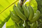 5 Bagian Pohon Pisang yang Bisa Dimakan Selain Buahnya
