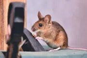 5 Cara Alami Usir Tikus dari Dapur Tanpa Racun Berbahaya