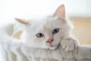 5 Ras Kucing Putih Mudah Dirawat, Cocok untuk Pemula