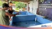 84 Tukik di Nusa Penida Ditemukan di Septic Tank, Bukan Dicuri