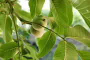Air Rebusan Daun Jambu Biji: 4 Manfaat untuk Kesehatan