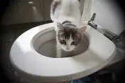 Alasan Ilmiah Kucing Lebih Suka Minum dari Ember atau Toilet