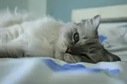 Aman atau Berbahaya? Tidur Sekasur dengan Kucing Menurut Medis