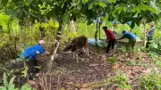 Berkurban Tanpa Memandang Perbedaan di Pulau Buru