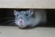 Cara Efektif Mengusir Tikus dari Plafon Rumah