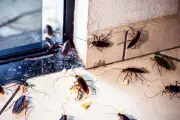 Cara Membasmi Kecoak dengan Deterjen dan Gula, Mudah dan Aman