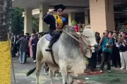Cerita Adhisaka Lulus S1 Peternakan UMBY, Wisuda Naik Sapi Rp 100 Juta