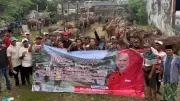 DPD PDIP Jatim Bagikan 485 Sapi Kurban untuk Masyarakat dan Pesantren