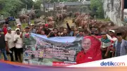 DPD PDIP Jatim Bagikan 485 Sapi Kurban untuk Warga Miskin dan Panti Asuhan