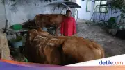 DPD PDIP Jatim Salurkan 468 Sapi Kurban untuk Warga dan Pesantren