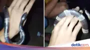 Dua Pria di Bogor Digigit Ular Weling saat Nongkrong, Satu Tewas
