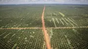 Eksploitasi Papua Semakin Parah dengan PSN, Kayu Hutan ke Mana?