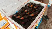 Ekspor Kepiting Bakau Mimika Tembus Rp1,05 Miliar, UMKM dan Nelayan Terdongkrak