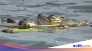 Emak-emak di Muna Selamat Usai Duel Lawan Buaya yang Terkam Kepalanya