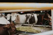 Hoaks Menag Usul Kurban Cukup Bayar Uang, Ini Faktanya