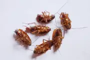 Jangan Abaikan Bangkai Kecoa, Ini Bahaya yang Mengintai