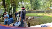 Kapibara Masbro Masih Jadi Primadona Pengunjung Ragunan