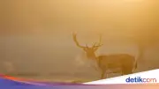 Kawanan Rusa Muncul di Permukiman Depok, Warga Heboh