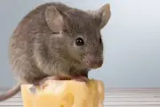 Kebiasaan Sehari-hari yang Tanpa Sadar Mengundang Tikus Masuk Rumah
