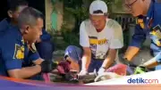 Kepala Kucing Nyangkut di Knalpot Mobil, Damkar Klaten Lakukan Evakuasi Hati-hati