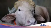Kerbau Albino Mirip Donald Trump Hebohkan Bangladesh Jelang Idul Adha