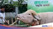Kerbau Albino Mirip Donald Trump Viral di Bangladesh Jelang Idul Adha