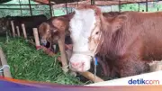 Ketentuan Pembagian Daging Kurban Idul Adha, Ini Penjelasannya