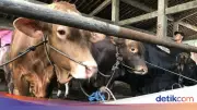 Ketentuan Tempat Penyembelihan Hewan Kurban Idul Adha