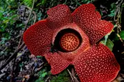 Keunikan Rafflesia: Bunga Raksasa Tanpa Daun, Batang, dan Akar