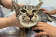 Kucing di Thailand Alami Bengkak Usai Diberi Parasetamol oleh Pemilik Lansia